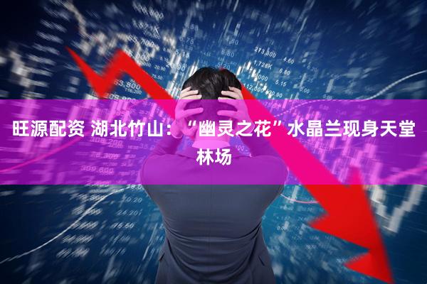旺源配资 湖北竹山：“幽灵之花”水晶兰现身天堂林场
